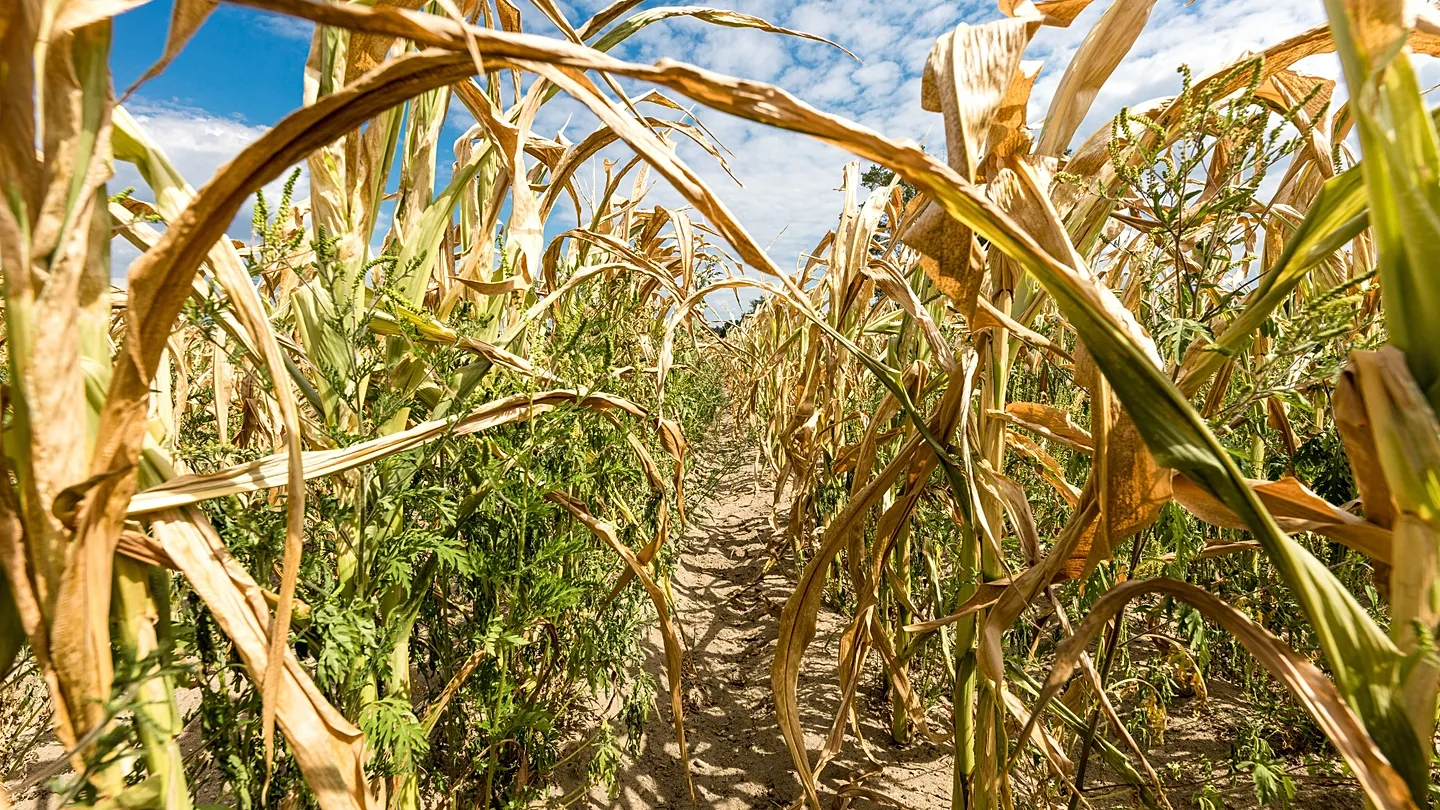11 meses sin lluvia, malas cosechas y hambre: La megasequía de 1540