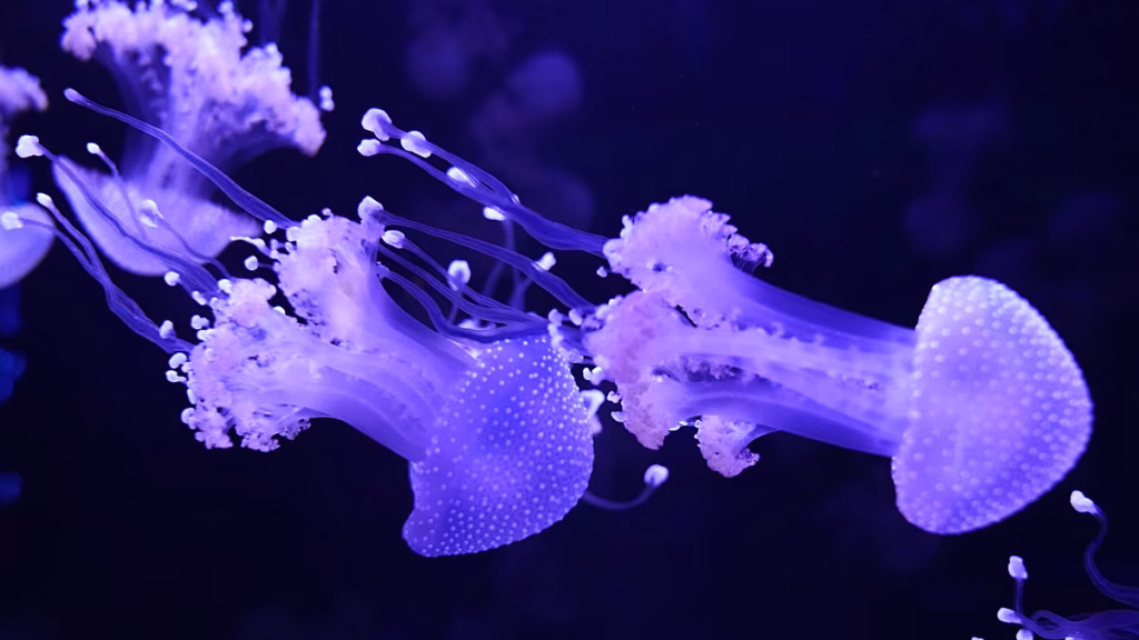 Abre en Pompano Beach el primer museo de medusas de EEUU