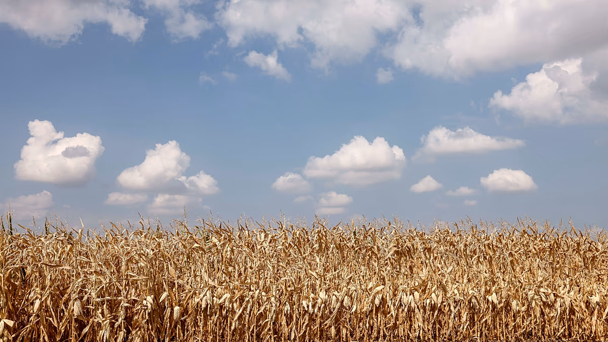 Ante la sequía, agricultores de Alsacia apuestan por las legumbres