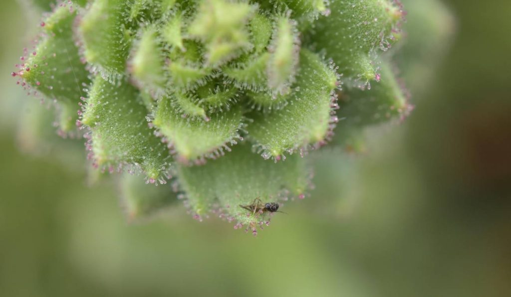 Así es la planta que Darwin predijo que era carnívora hace 150 años