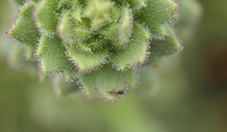 Así es la planta que Darwin predijo que era carnívora hace 150 años