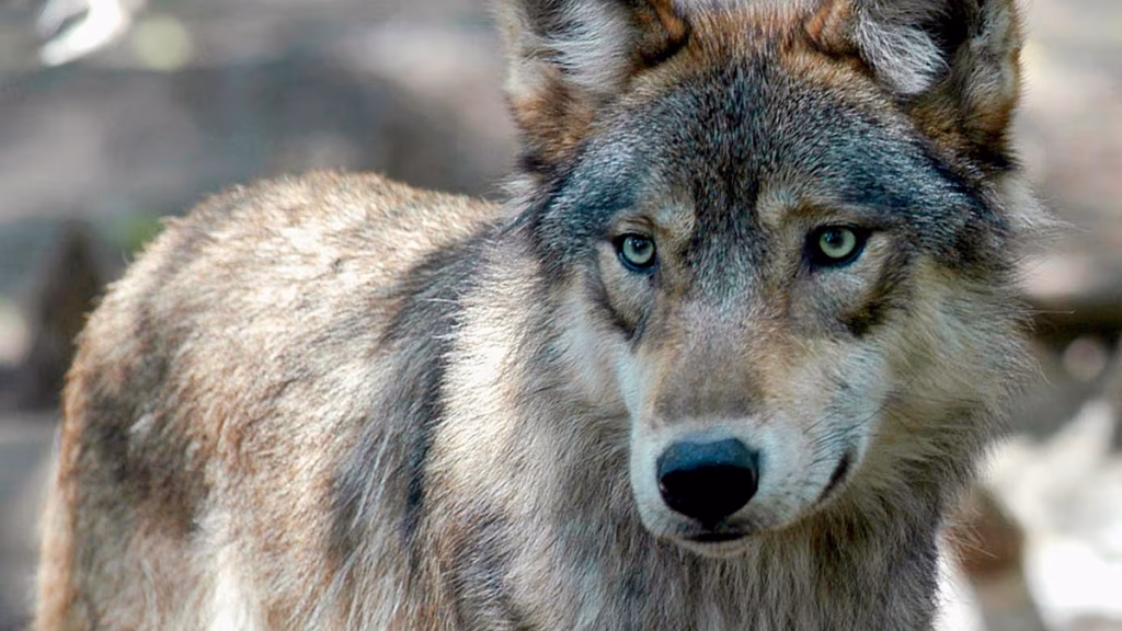 Aumentan los avistamientos de lobos en Italia: 5 ataques en Puglia y más de 3.500 en el país