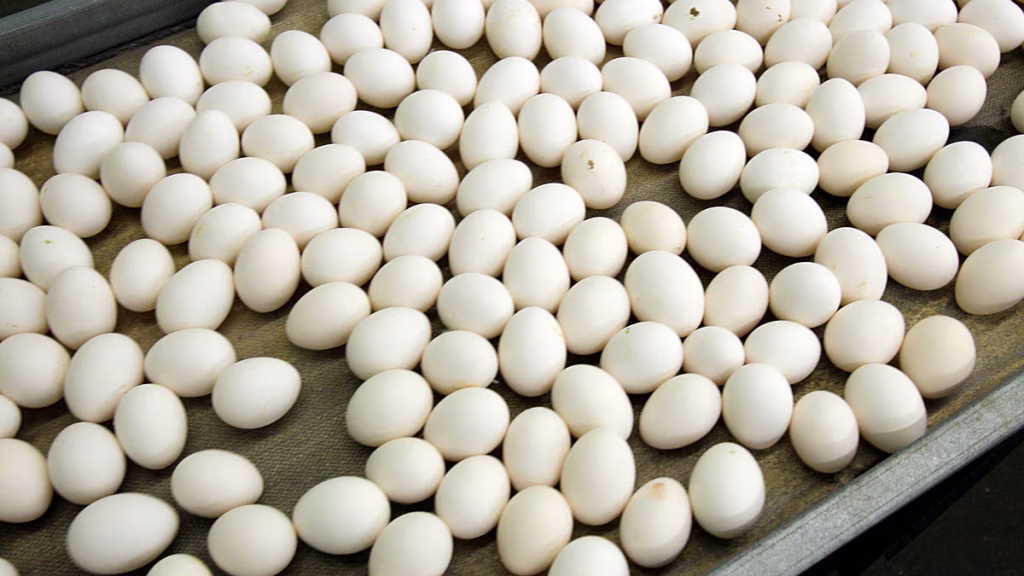 Brotes de salmonela en Europa: cientos de afectados y 9 hospitalizados en España