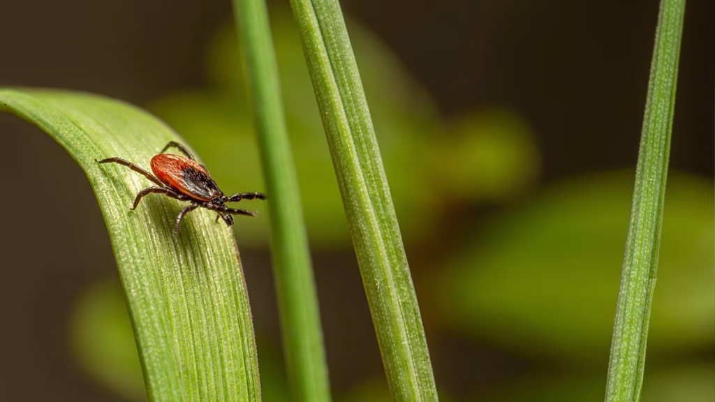 Cómo evitar las picaduras de garrapatas y las enfermedades que transmiten este verano