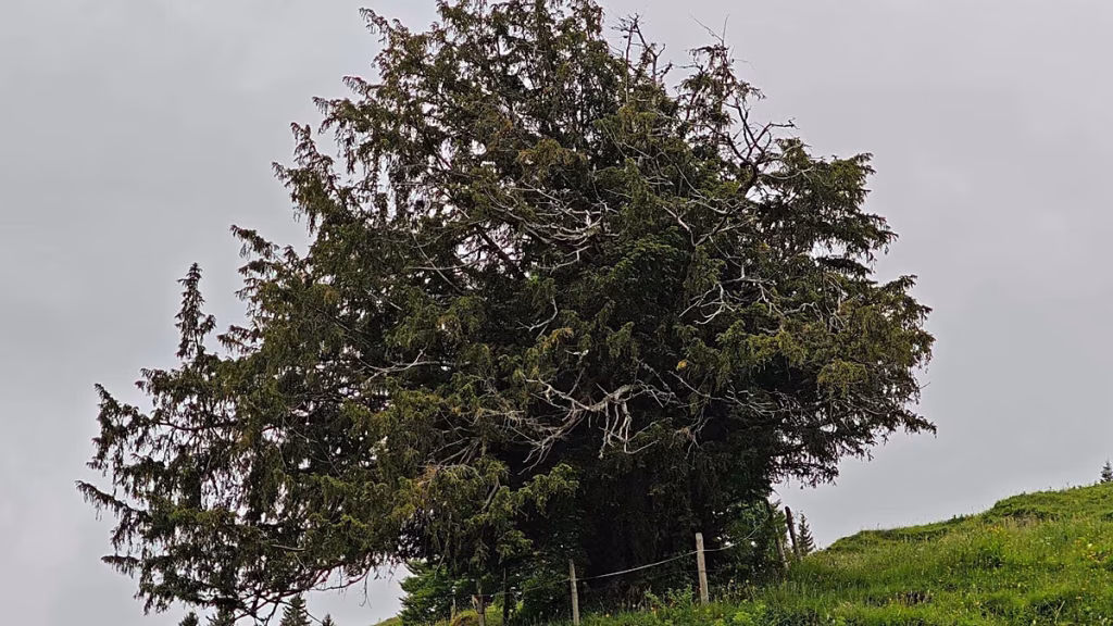 Descubren en Alemania el árbol más antiguo del país: 1.100 años