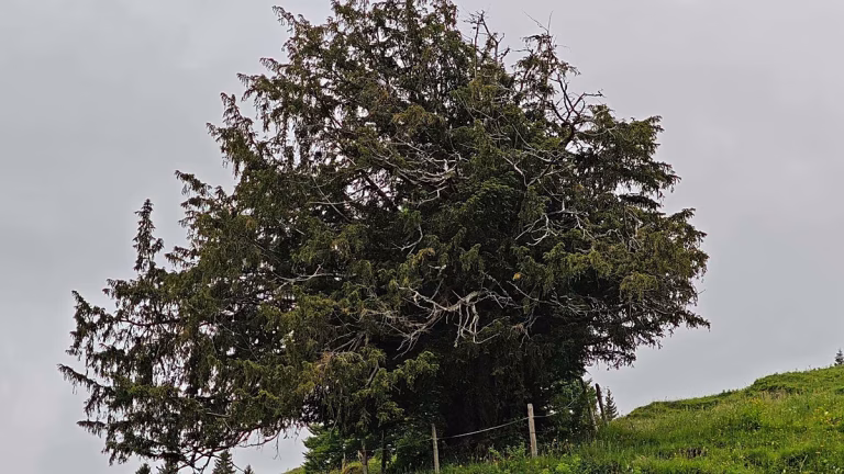 Descubren en Alemania el árbol más antiguo del país: 1.100 años