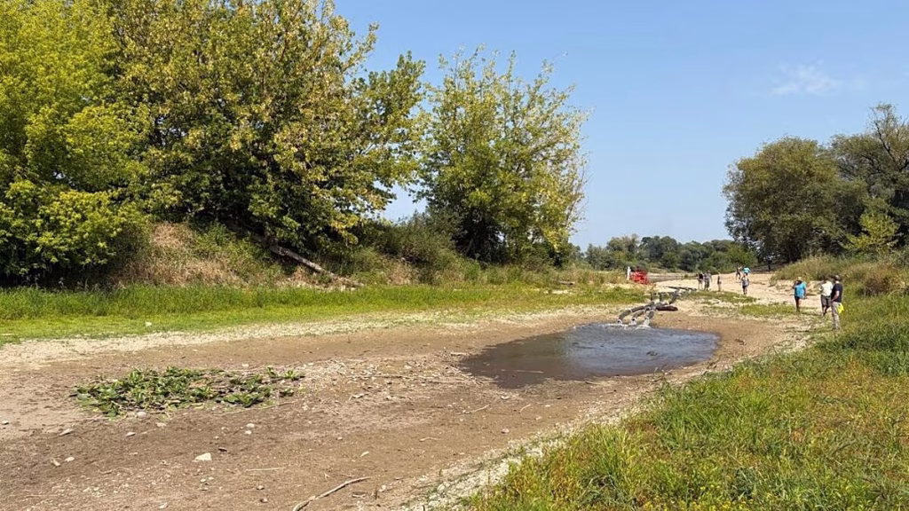 El calor pone en peligro a los peces en los ríos alemanes, es una “catástrofe ecológica”