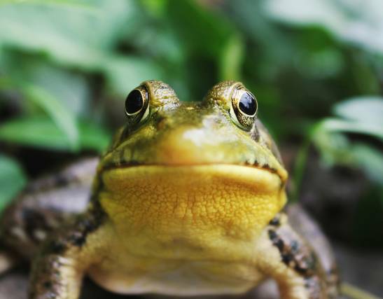 El iris de algunas ranas se oscurece cuando se deshidratan