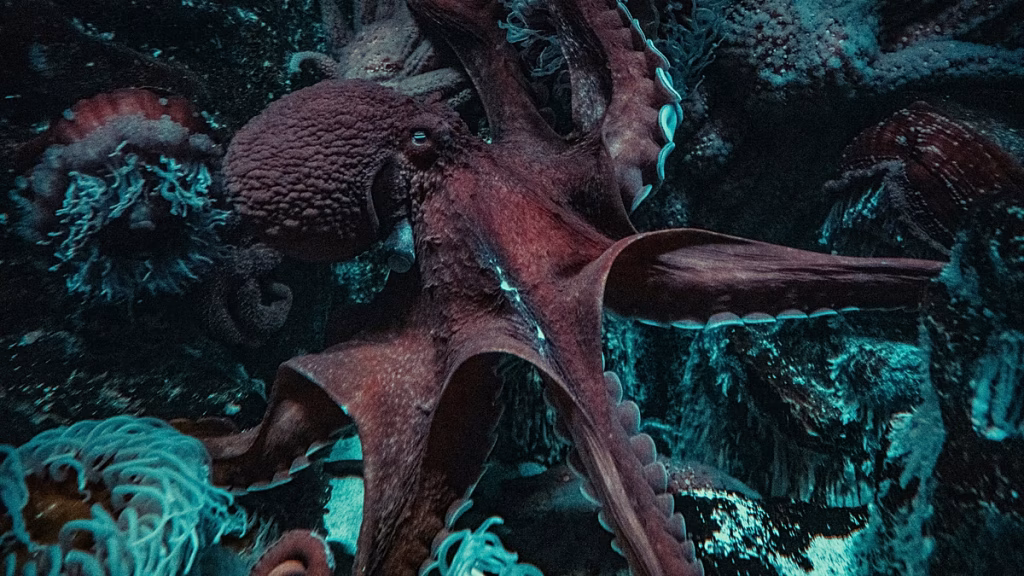 El pulpo, un “depredador formidable”: la apuesta de Italia contra la invasión del cangrejo azul