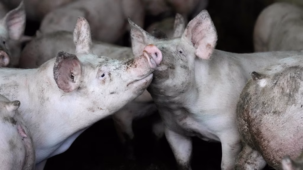 El sacrificio masivo y forzoso de cerdos en Tiumén (Rusia) deja a sus habitantes sin ingresos ni alimentos