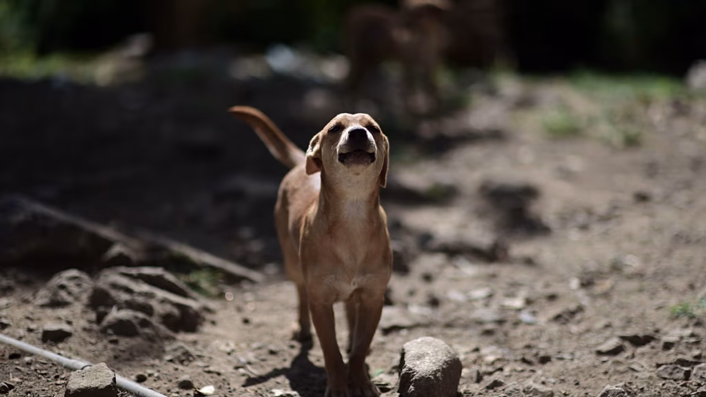 “En nuestro país, el abandono está normalizado”, los animales se siguen dejando atrás