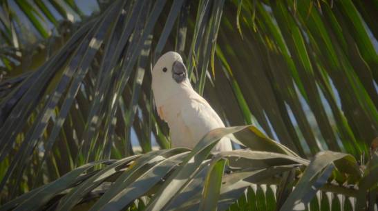 Indígenas colaboran en una medida de conservación para salvar a las cacatúas moluqueñas