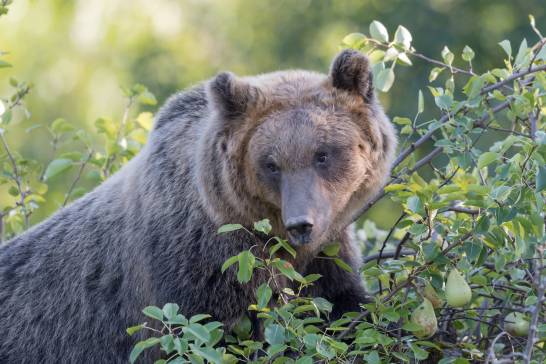 La fruta atrae a los osos pardos hacia los pueblos durante el verano