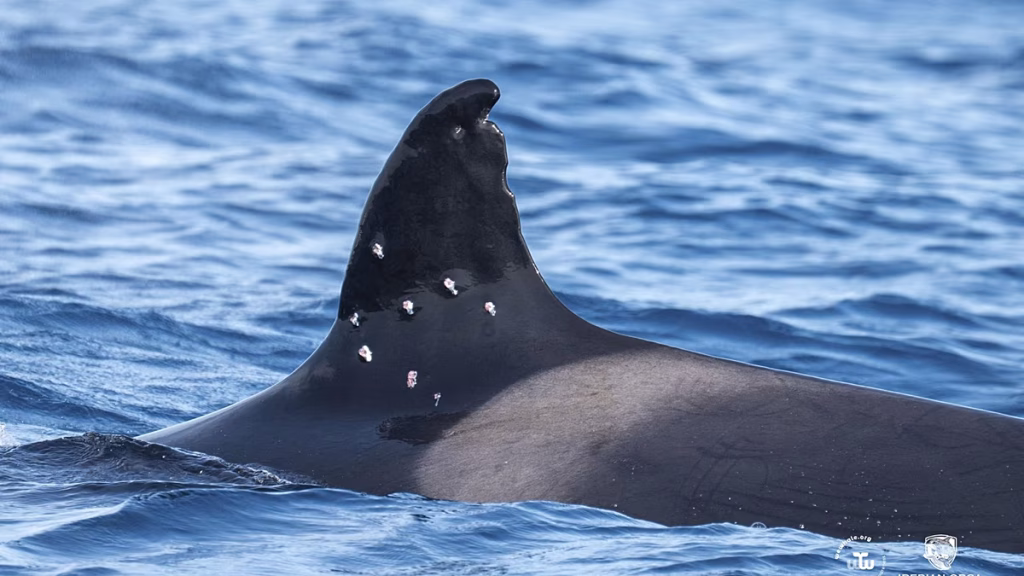 La orca Toñi del Estrecho de Gibraltar tiene 10 agujeros en su aleta, ¿un disparo con escopeta?