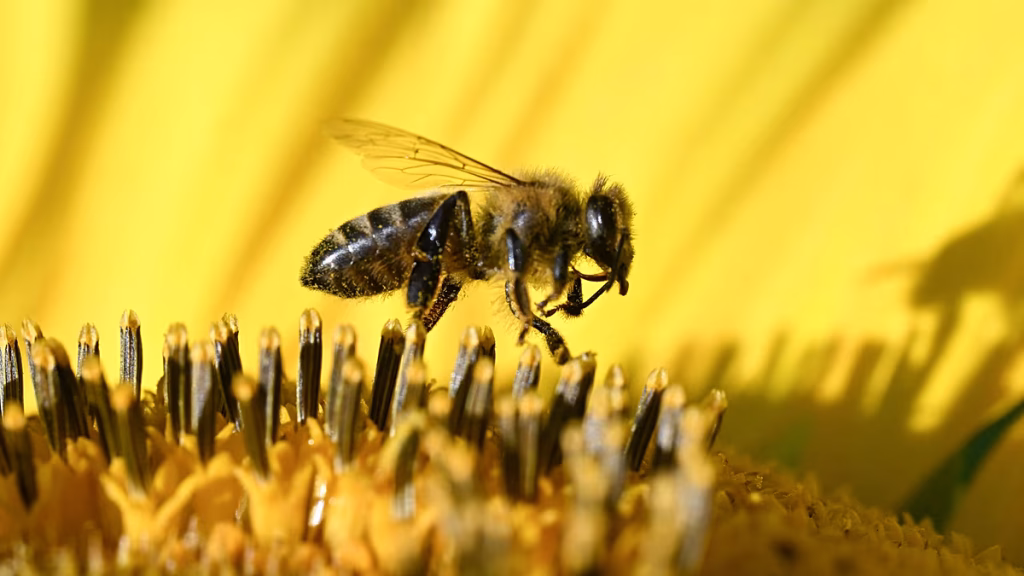La población de abejas de Hungría está en peligro, alerta la Asociación Nacional de Apicultura