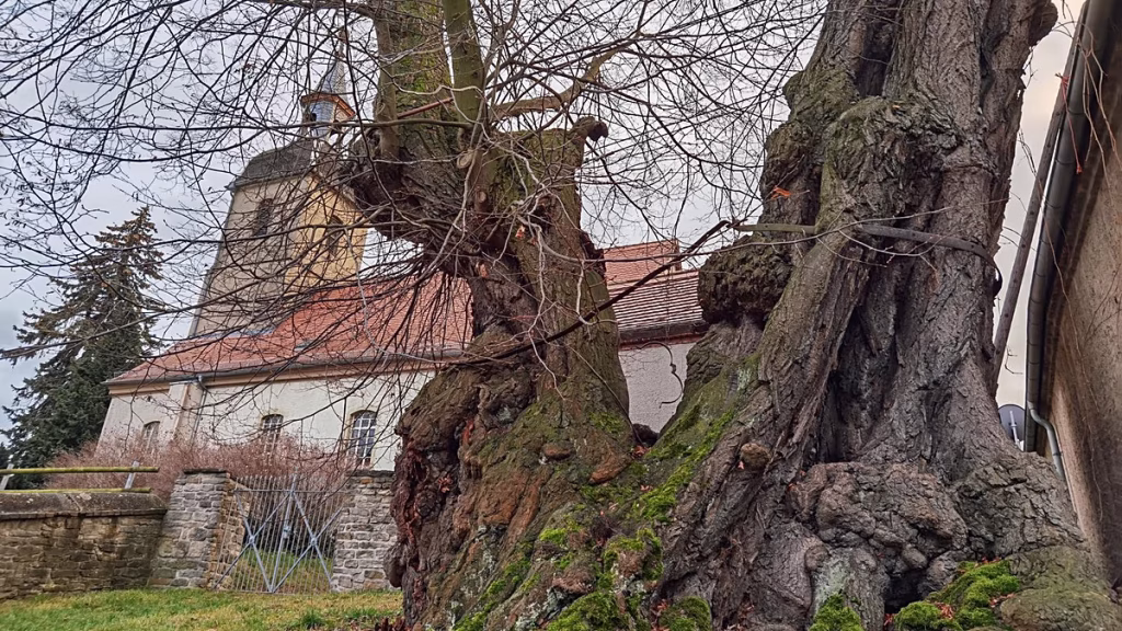 La Prangerlinde de Großpörthen, árbol de 900 años y historia escalofriante