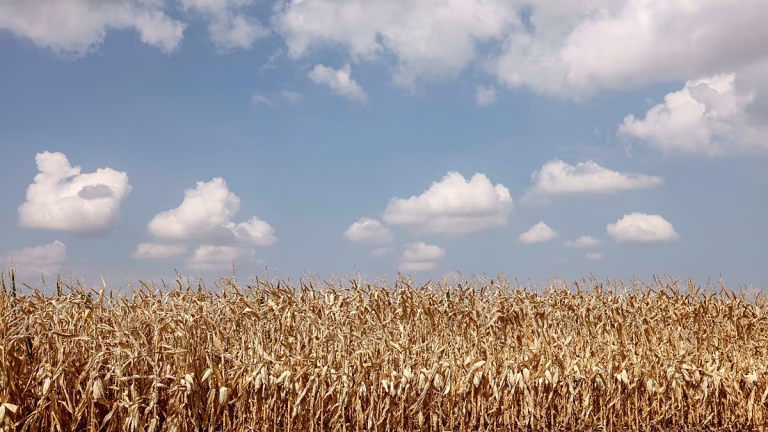 La quinoa y el garbanzo ganan terreno en Alsacia ante el avance del cambio climático