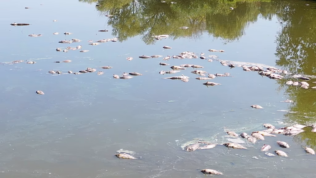 La sequía en Hungría deja lagos secos y decenas de miles de peces muertos en una piscifactoría