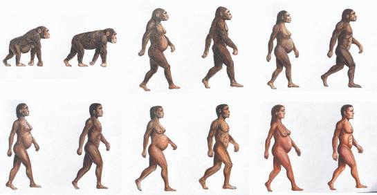Los azúcares fueron clave en la evolución humana