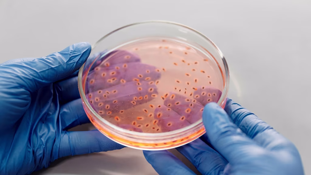 Los virus intestinales evolucionan para combatir bacterias y hacer frente a las superbacterias