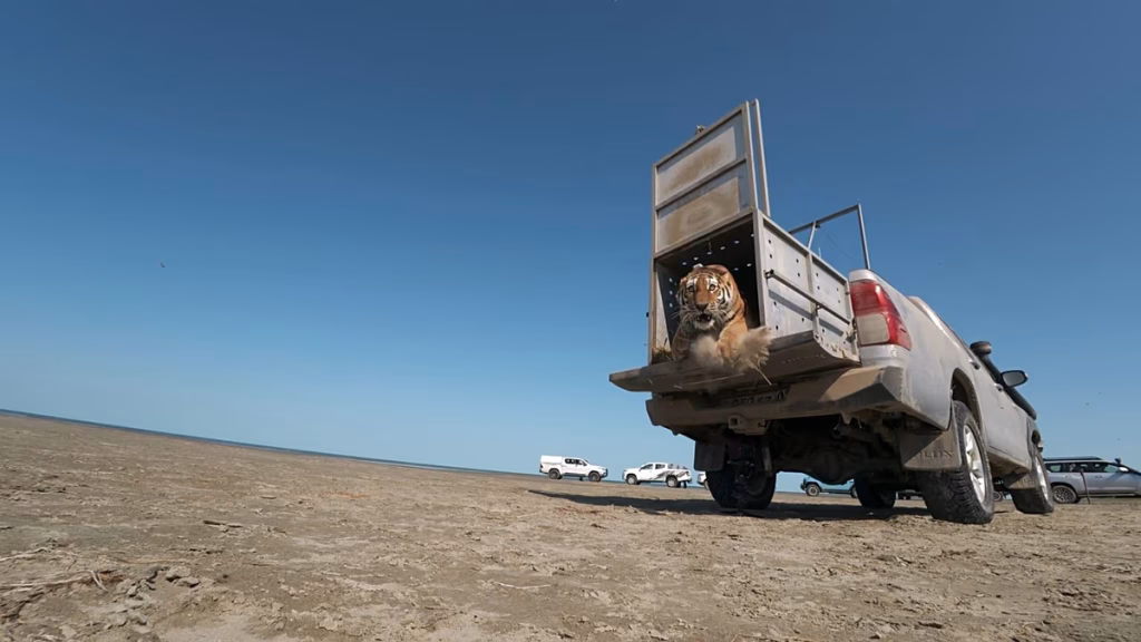 Momento en que un raro tigre de Amur es liberado en la naturaleza de Kazajistán