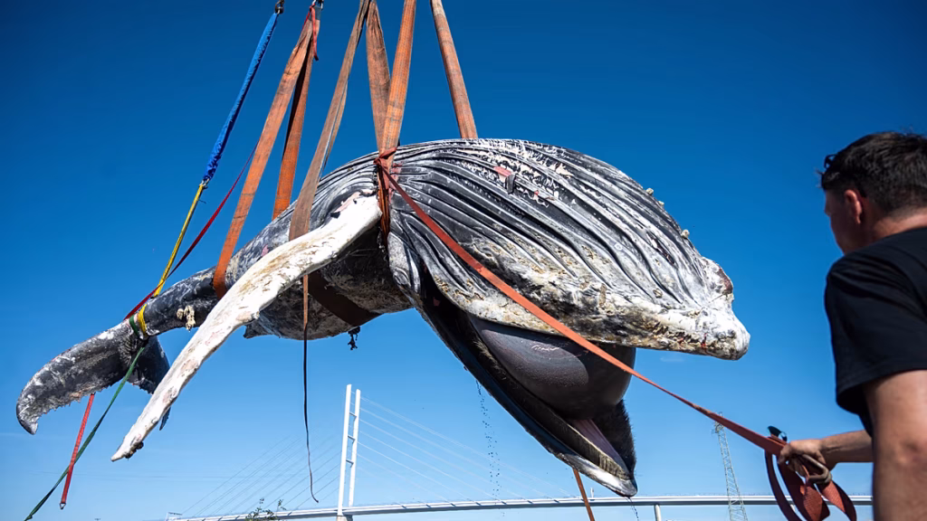 ¿Otro Timmy?: Hallan en Alemania otra ballena jorobada muerta frente a la isla de Rügen
