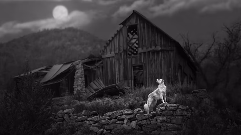 Perros acrobáticos y vacas pensativas, los ganadores de los International Pet Photography Awards