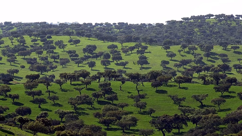 Portugal guarda cientos de olivos milenarios y uno puede tener más de 3700 años