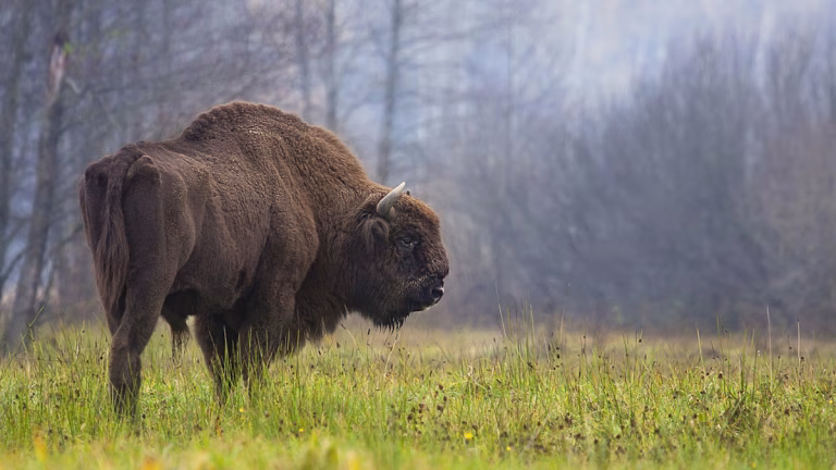 ¿Pueden los bisontes ayudar a prevenir los incendios forestales en una España cada vez más amenazada?