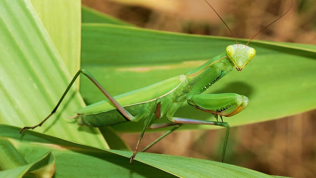 Récord de insectos por la crisis climática, qué hacer si ve una mantis religiosa