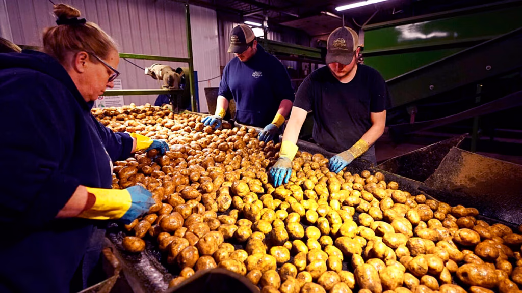 Sequía, los productores franceses de patata temen una caída de la cosecha récord