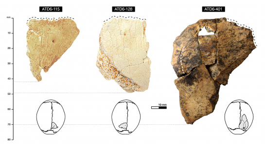 Tres fragmentos parietales adultos revelan el grosor craneal de ‘Homo antecessor’