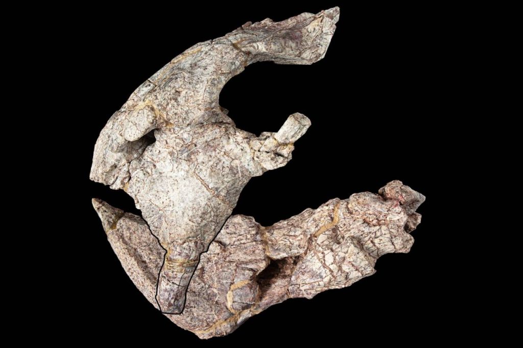 Descubierta en Tanzania una nueva especie de animal prehistórico de hace 240 millones de años