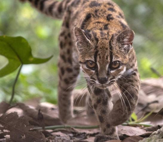 Descubren en Bolivia una nueva especie de felino, la primera en más de un siglo