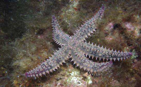 El genoma de una estrella de mar explica su adaptación a distintos ambientes marinos
