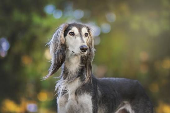El habla moldea el cerebro de los perros