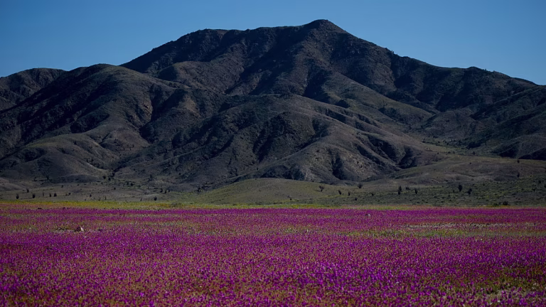 El Niño transforma el desierto de Atacama: miles de hectáreas se cubren de flores