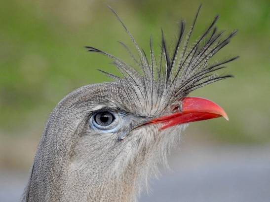 Estos son dos de los pájaros más ruidosos que existen
