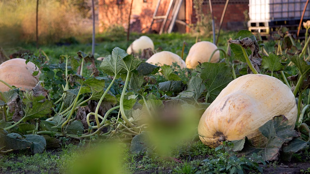 Francia, retiran semillas de calabaza tras más de 80 casos de salmonelosis