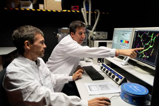 Identifican una posible vía terapéutica que evita el inicio de la metástasis cerebral