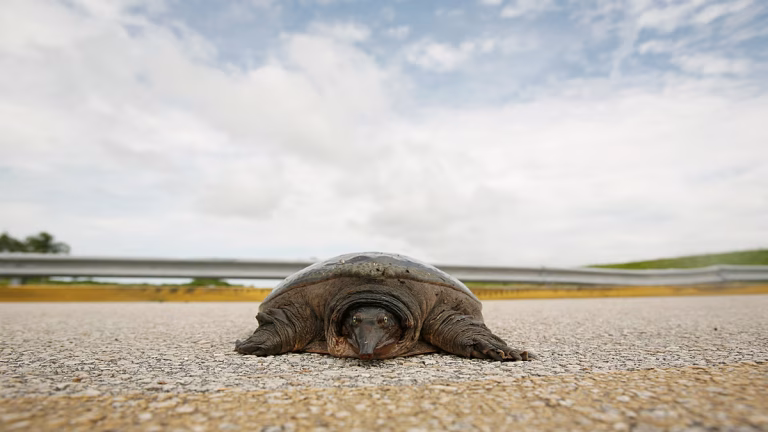 La tortuga verde rehabilitada Jurassic vuelve al Atlántico