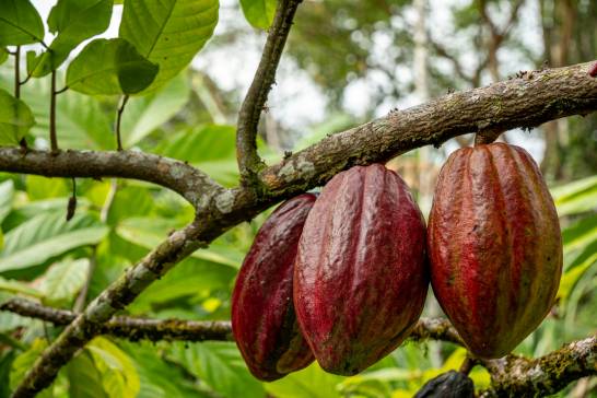 Las lluvias extremas amenazan el cultivo mundial de cacao tanto como las sequías