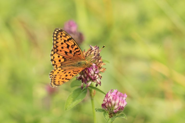 Las mariposas despistan a las aves con ilusiones ópticas en pleno vuelo