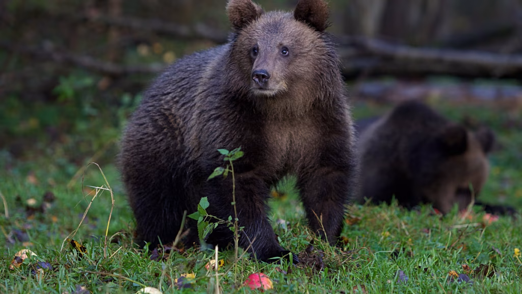 Logró subirse a un árbol: los osos atacan a personas en decenas de regiones de Rusia