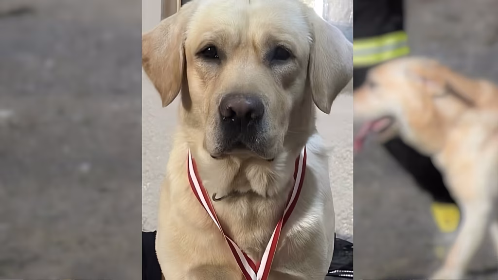 Muere Quino, el perro rescatista valenciano que enfermó tras volver del terremoto de Venezuela