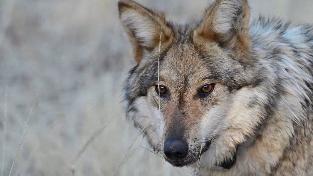 ¿Quién teme al lobo? Cómo Italia convive con una población en aumento entre mitos y alarmas