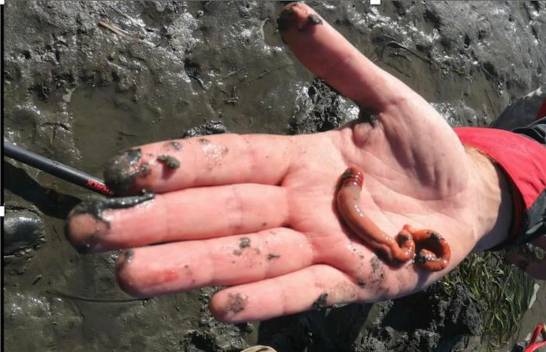Un gusano revela que la metamorfosis puede alterar las funciones de las células