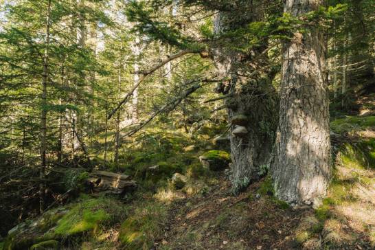Aigüestortes, refugio de algunos de los bosques maduros mejor conservados de España