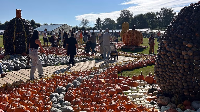 Calabazas a lo grande: el festival anual atrae a miles al castillo de Bruselas