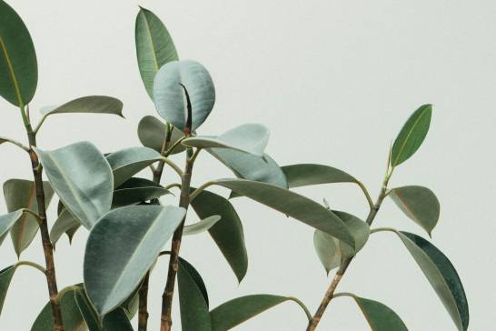 ¿Cómo las plantas ‘sienten’ el tacto y reaccionan a él?